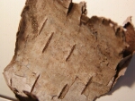 Кусок бересты с бревна из раскопа 9 века